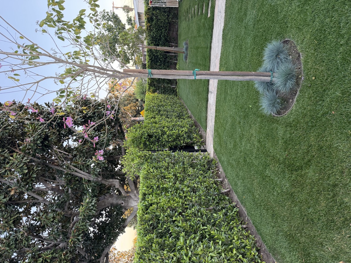 Beautifully maintained yard with hedges and lush green lawn