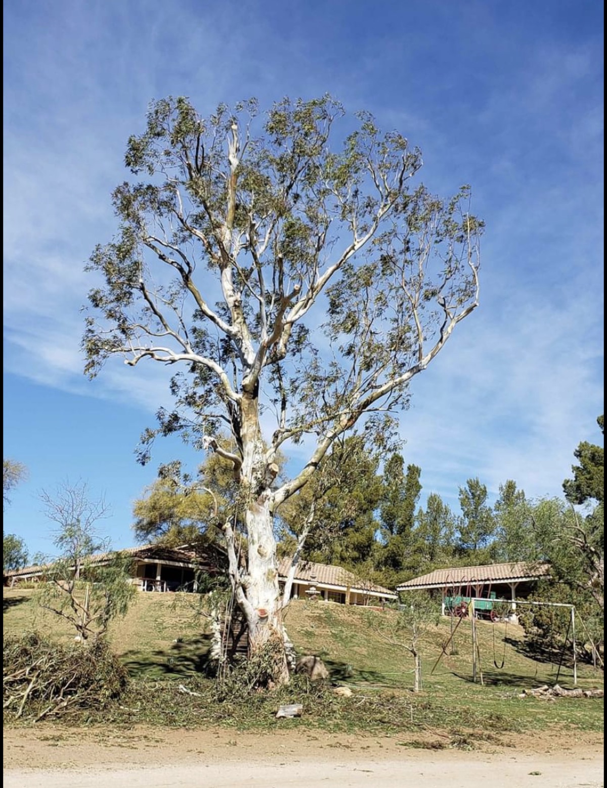 Tree Trimming — after