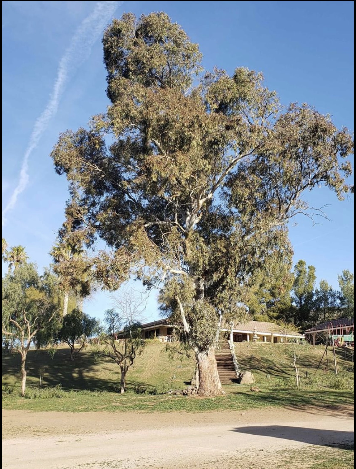 Tree Trimming — before